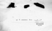 Echinosphaeria canescens image